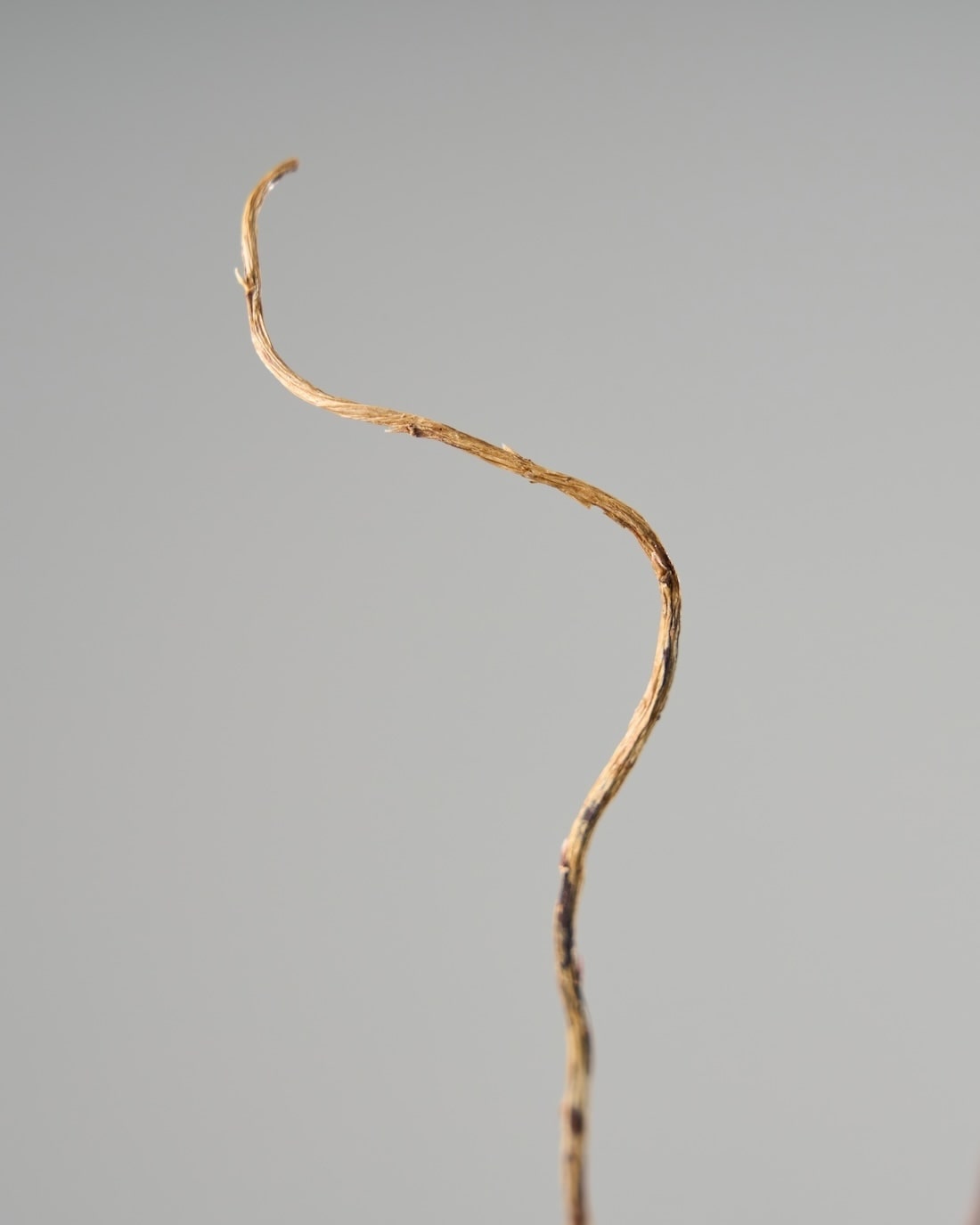 雲竜柳　完全　ドライ　５０本　１４０～１６０cm　おしゃれ　頼める便です 034-01945.jpg