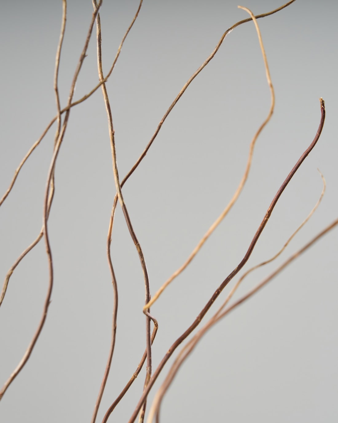 ［ドライフラワー］雲竜柳