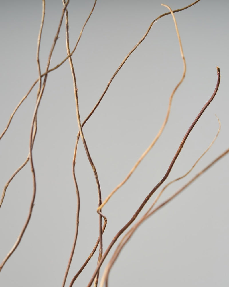 人気ナンバーワンの雲竜柳