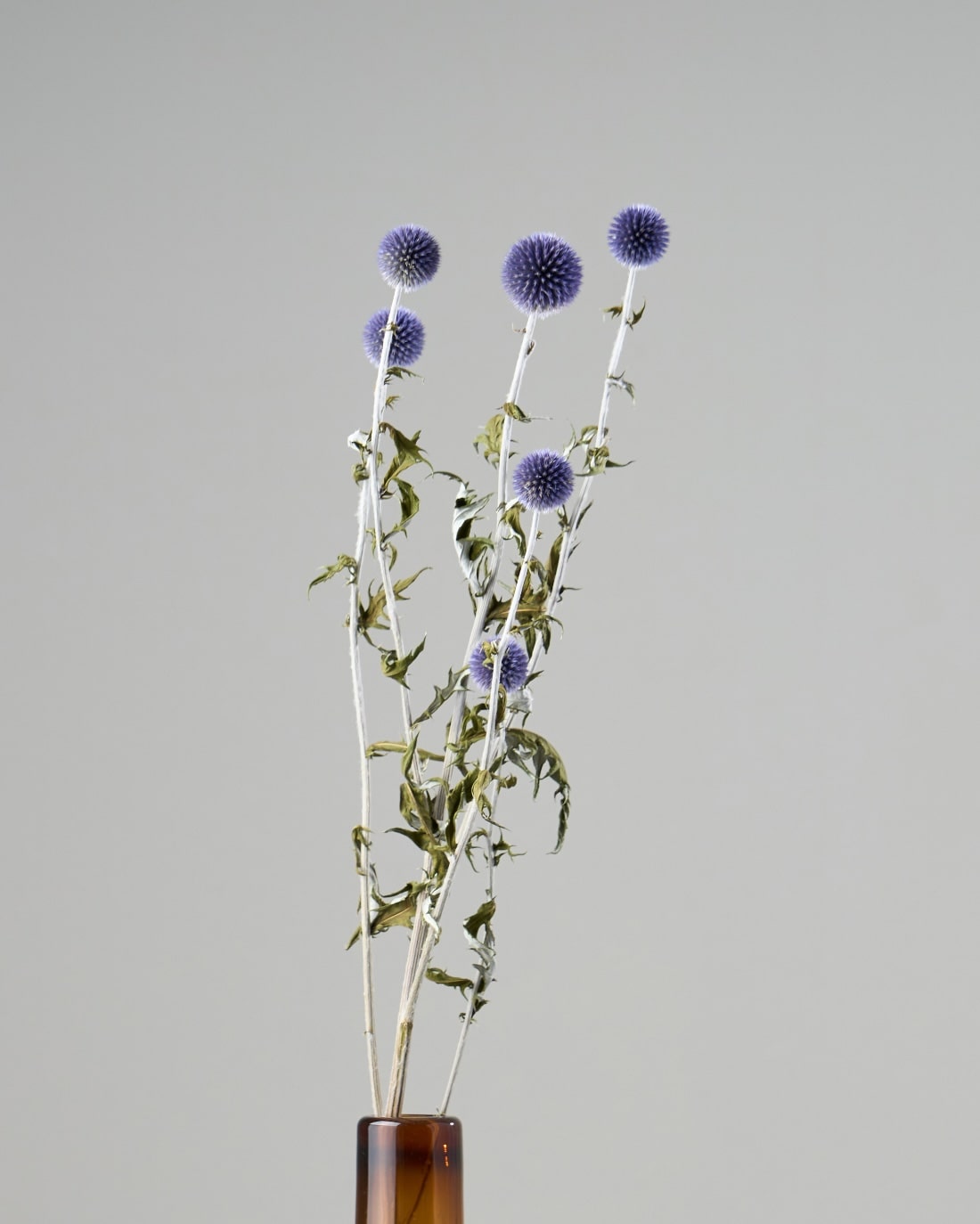 ドライフラワー］ルリ玉アザミ ベッチーズブルー 商品ページ