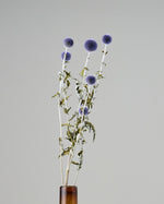 ［ドライフラワー］ルリ玉アザミ ベッチーズブルー