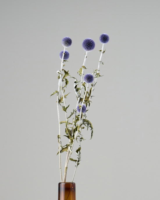 ［ドライフラワー］ルリ玉アザミ ベッチーズブルー