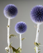 ［ドライフラワー］ルリ玉アザミ ベッチーズブルー