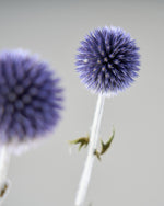 ［ドライフラワー］ルリ玉アザミ ベッチーズブルー