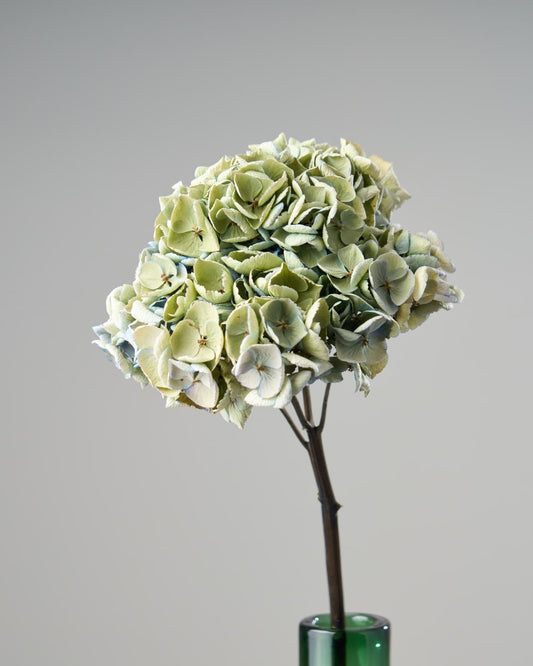 ［ドライフラワー］秋色紫陽花 西安