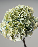 ［ドライフラワー］秋色紫陽花 西安