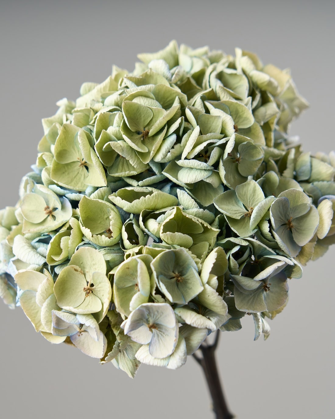 ［ドライフラワー］秋色紫陽花 西安