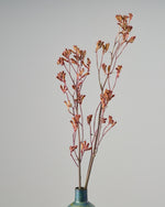 ［ドライフラワー］カンガルーポー