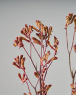 ［ドライフラワー］カンガルーポー