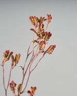 ［ドライフラワー］カンガルーポー