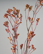 ［ドライフラワー］カンガルーポー