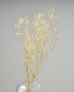 ［ドライフラワー］カスミソウ