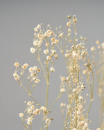 ［ドライフラワー］カスミソウ