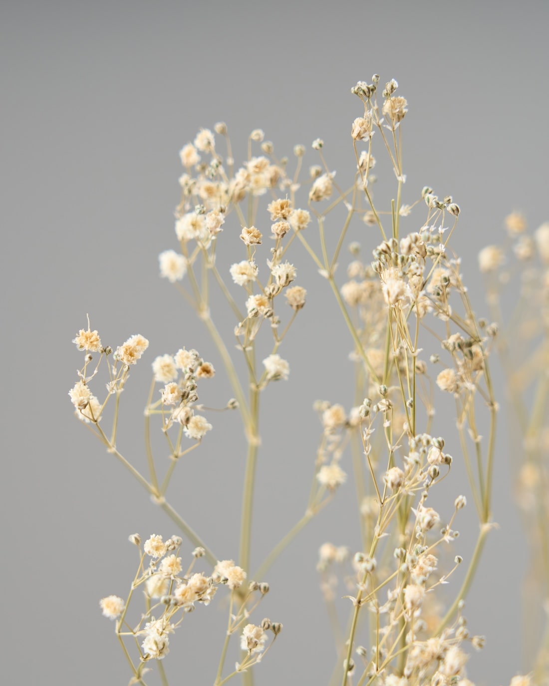 ［ドライフラワー］カスミソウ