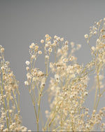 ［ドライフラワー］カスミソウ