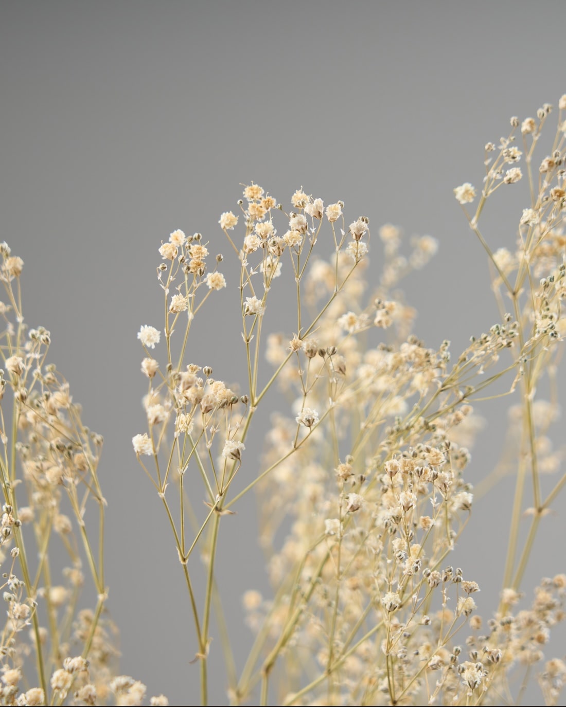 ［ドライフラワー］カスミソウ