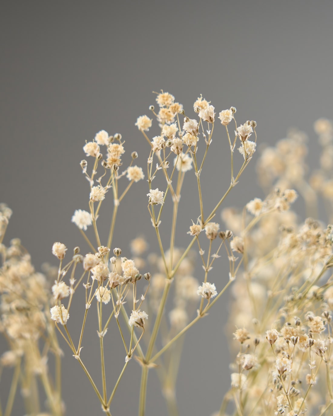 ［ドライフラワー］カスミソウ