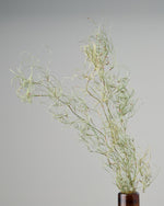 ［ドライフラワー］ゴアナクロー