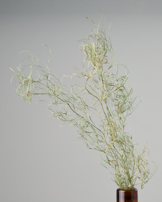 ［ドライフラワー］ゴアナクロー