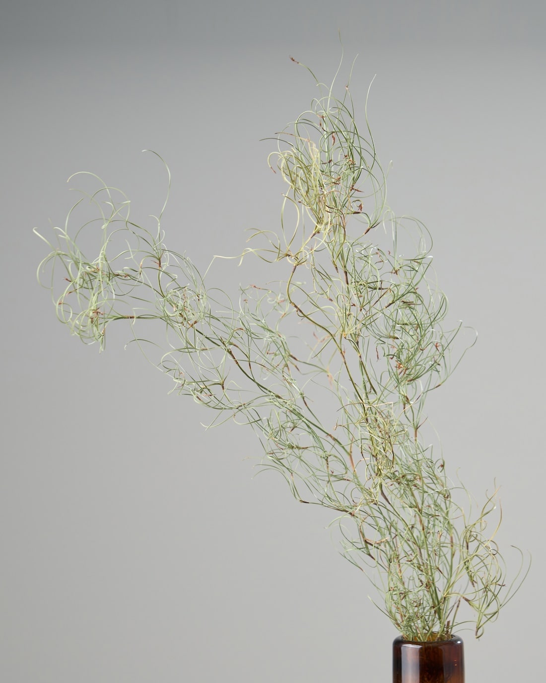 ［ドライフラワー］ゴアナクロー