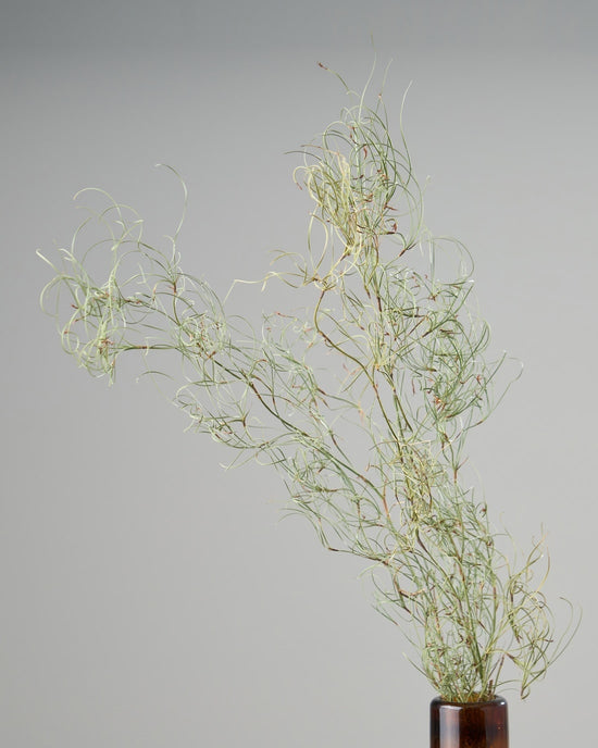 ［ドライフラワー］ゴアナクロー