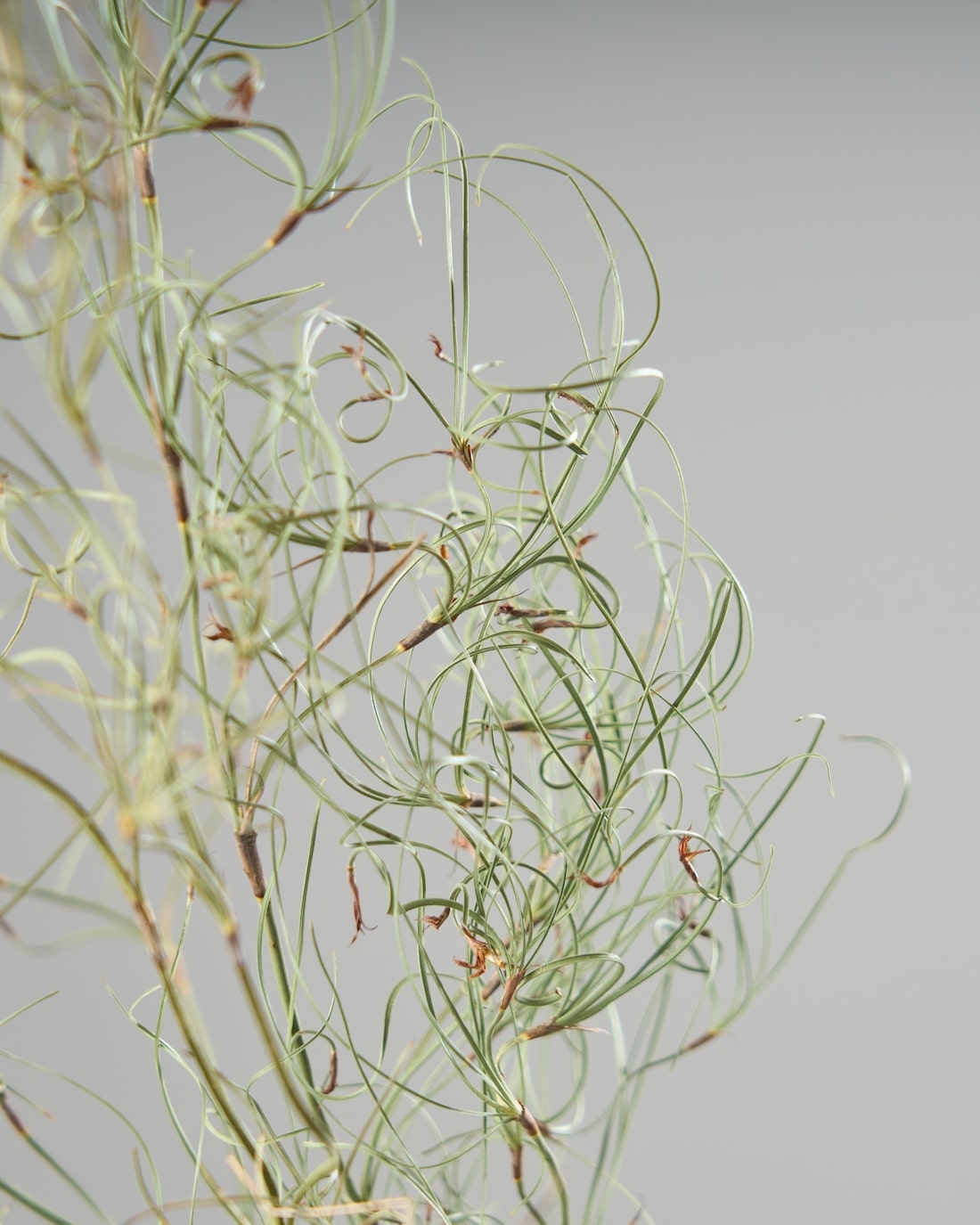 ［ドライフラワー］ゴアナクロー