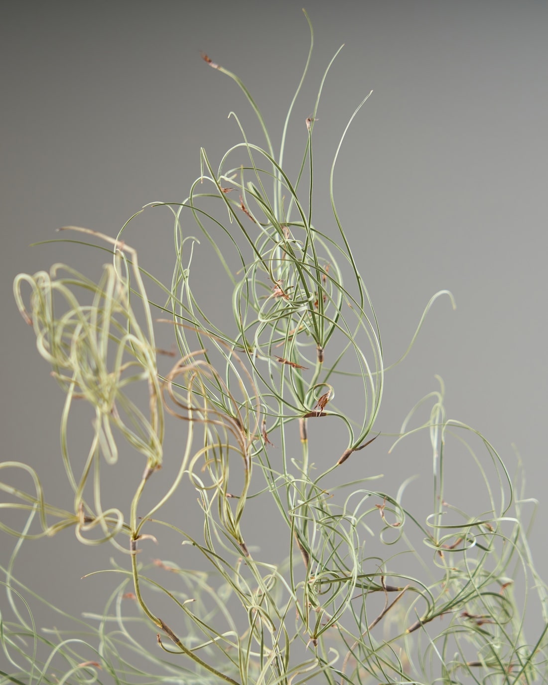 ドライフラワー］ゴアナクロー商品ページ - 土と風の植物園