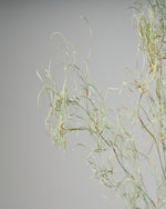 ［ドライフラワー］ゴアナクロー