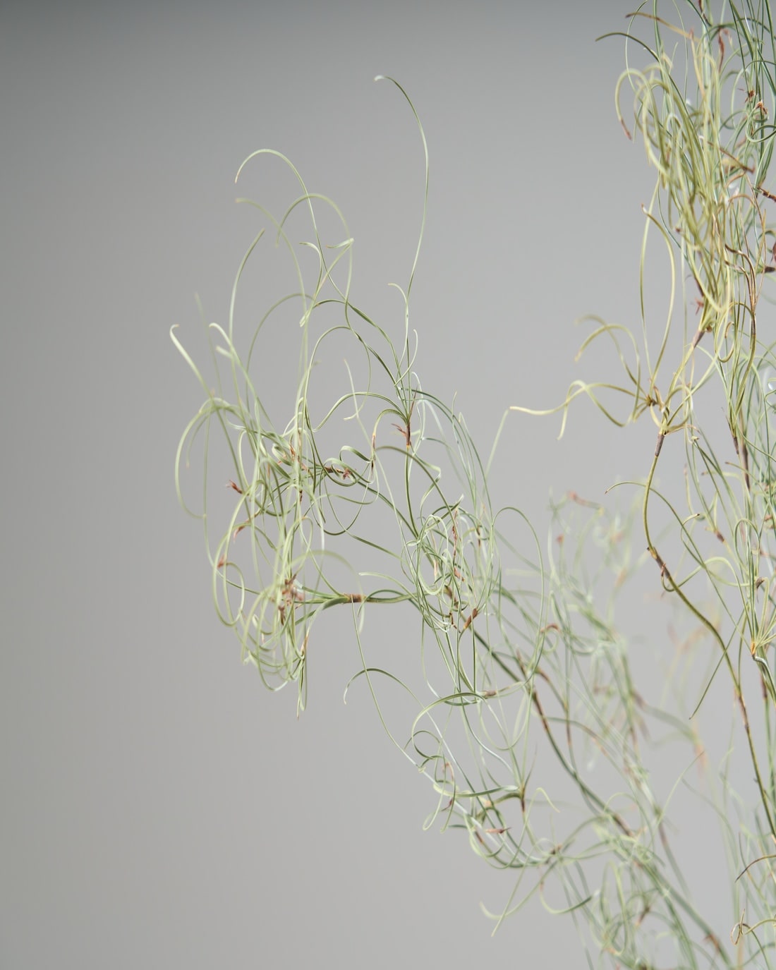 ［ドライフラワー］ゴアナクロー