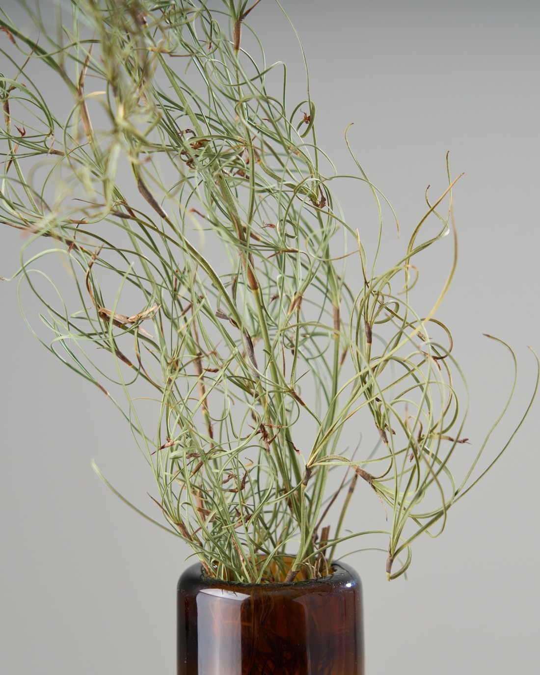 ドライフラワー］ゴアナクロー商品ページ - 土と風の植物園