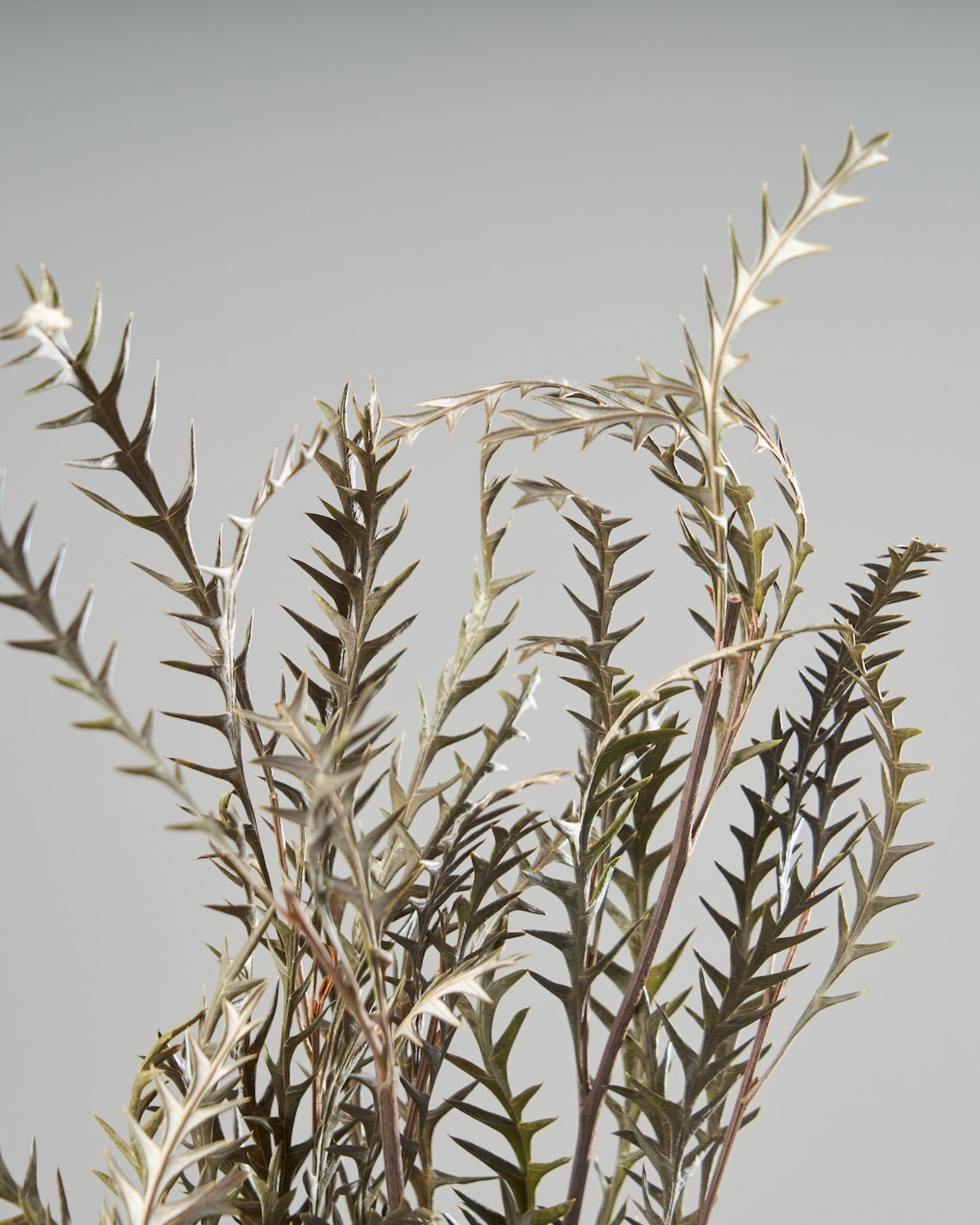 ドライフラワー］グレビレア アイバンホー商品ページ - 土と風の