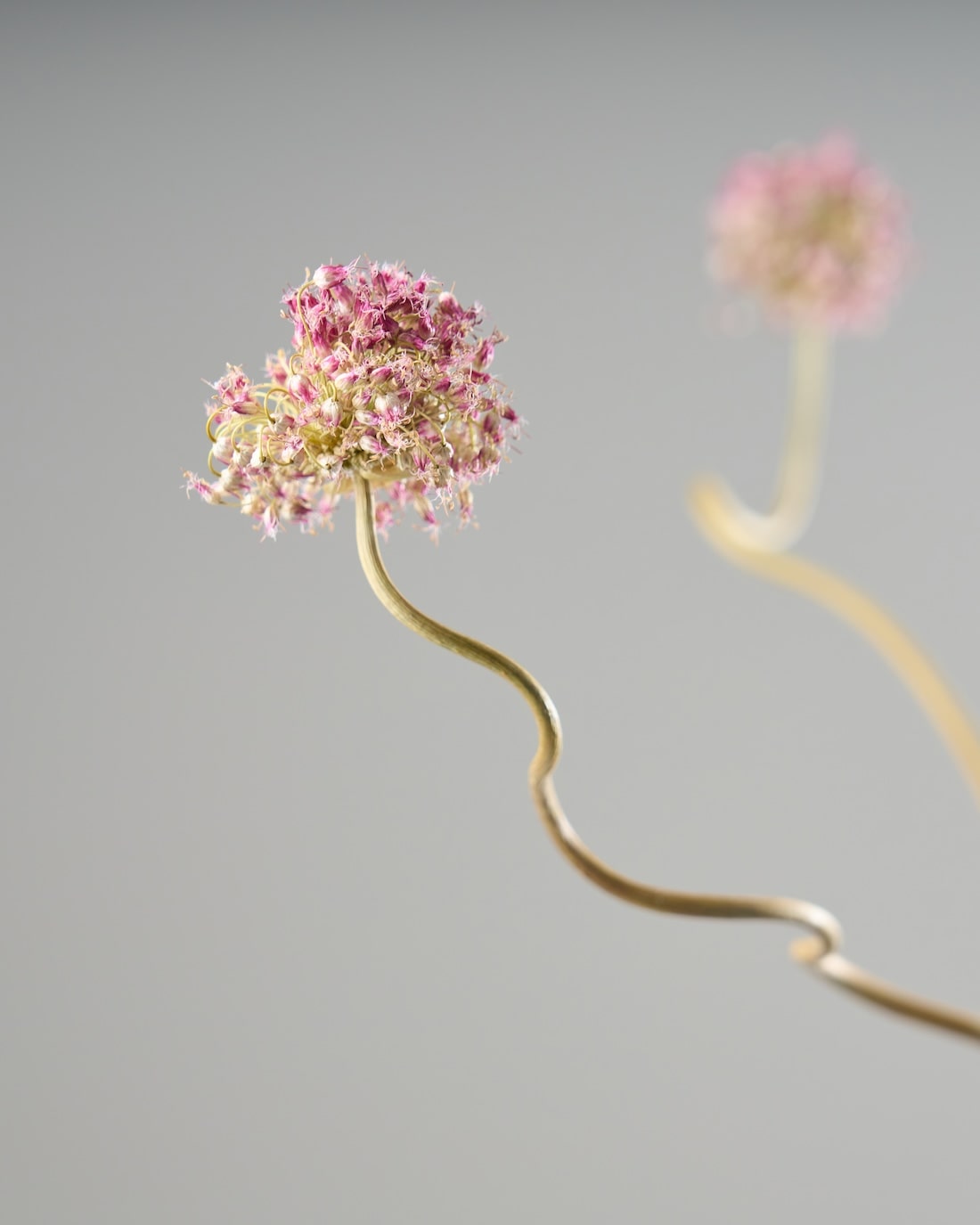 ドライフラワー］アリウム 丹頂 商品ページ - 土と風の植物園