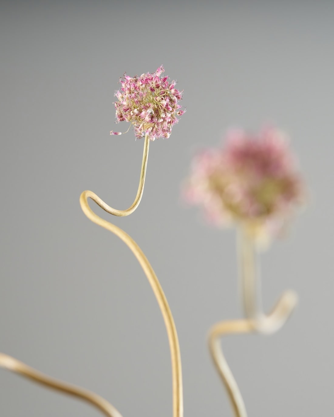 ［ドライフラワー］アリウム 丹頂