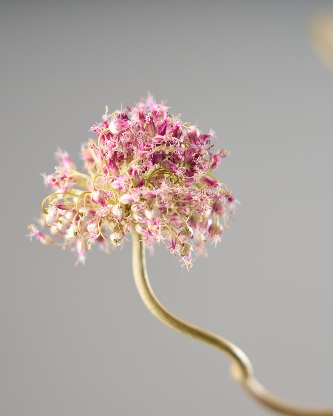 ［ドライフラワー］アリウム 丹頂