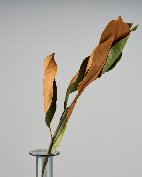 ［ドライフラワー］マグノリア