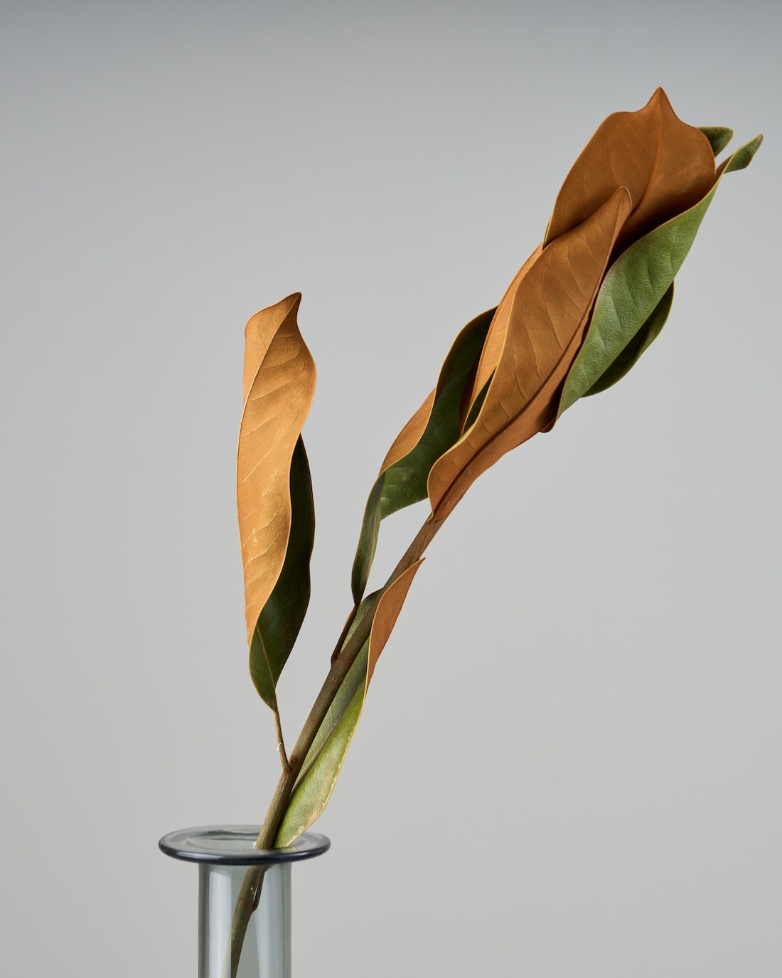 ドライフラワー］マグノリア商品ページ - 土と風の植物園