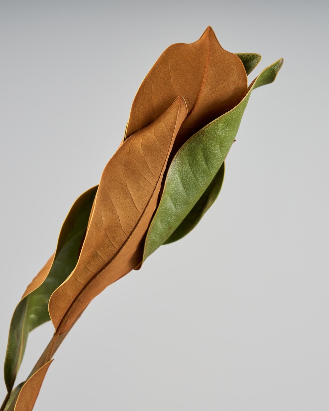 ［ドライフラワー］マグノリア