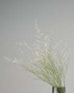 ［ドライフラワー］宿根スターチス ブルーファンタジア