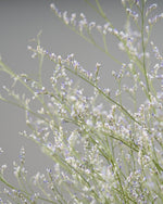 ［ドライフラワー］宿根スターチス ブルーファンタジア