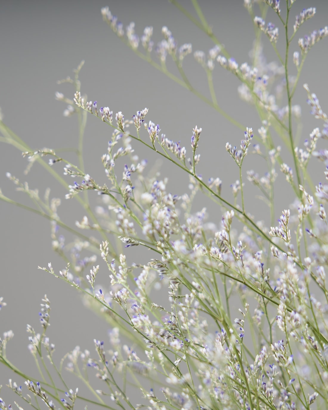 ［ドライフラワー］宿根スターチス ブルーファンタジア