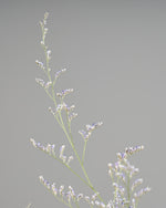 ［ドライフラワー］宿根スターチス ブルーファンタジア