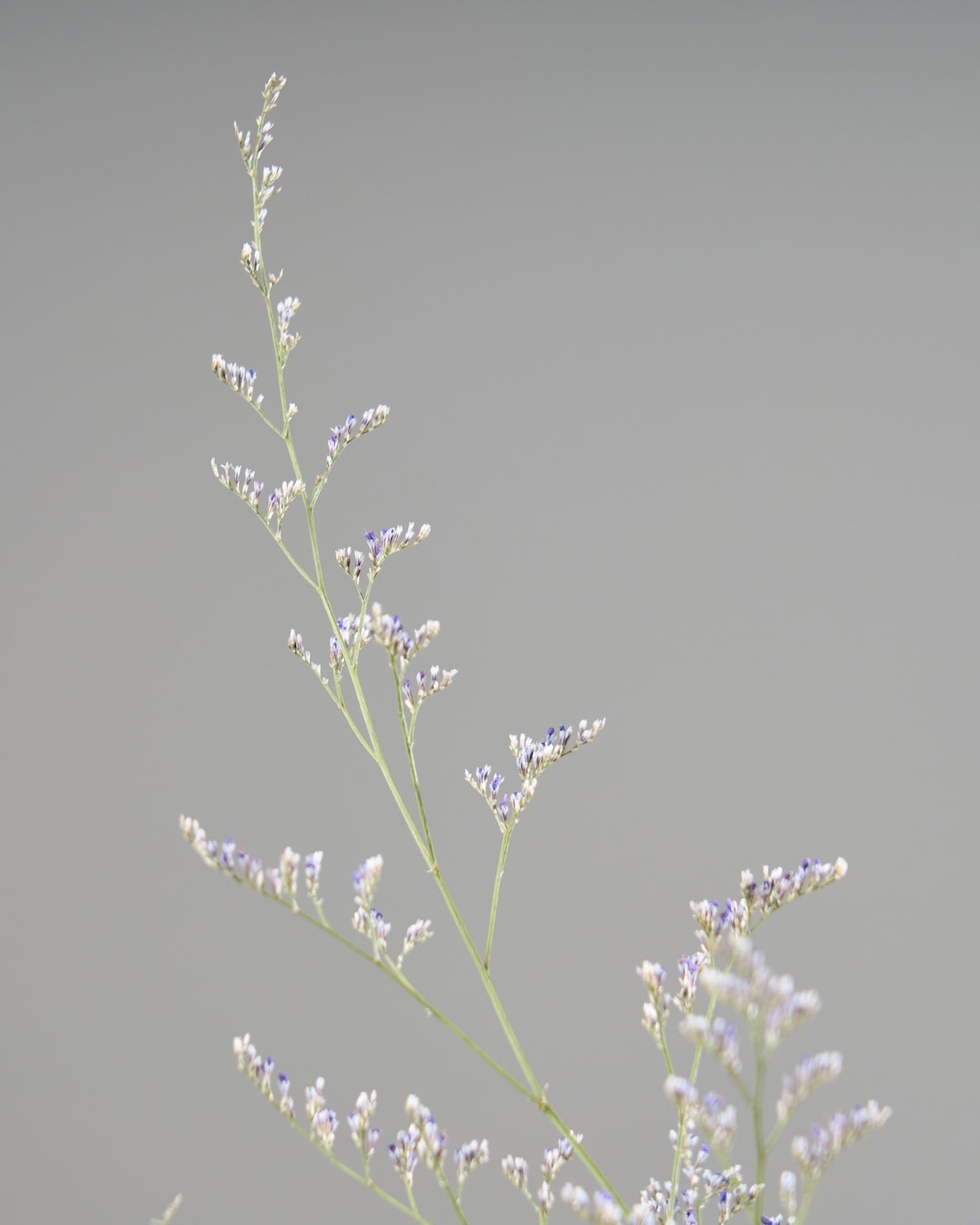 ［ドライフラワー］宿根スターチス ブルーファンタジア