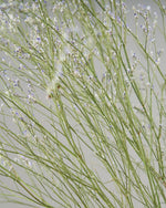 ［ドライフラワー］宿根スターチス ブルーファンタジア