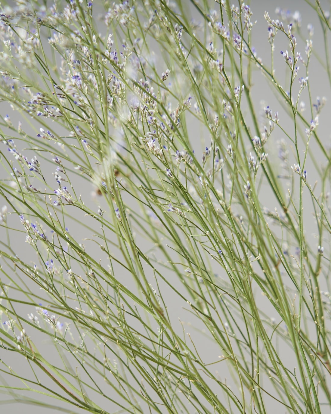 ［ドライフラワー］宿根スターチス ブルーファンタジア