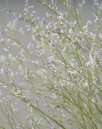 ［ドライフラワー］宿根スターチス ブルーファンタジア