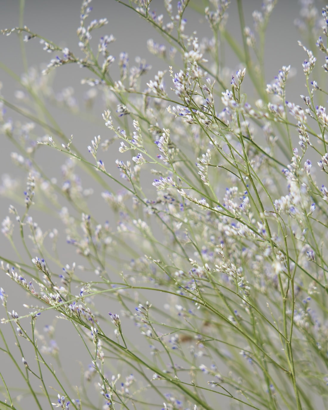 ［ドライフラワー］宿根スターチス ブルーファンタジア