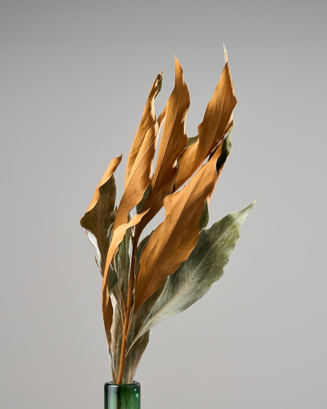 ［ドライフラワー］グレビレアゴールド