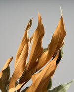 ［ドライフラワー］グレビレアゴールド