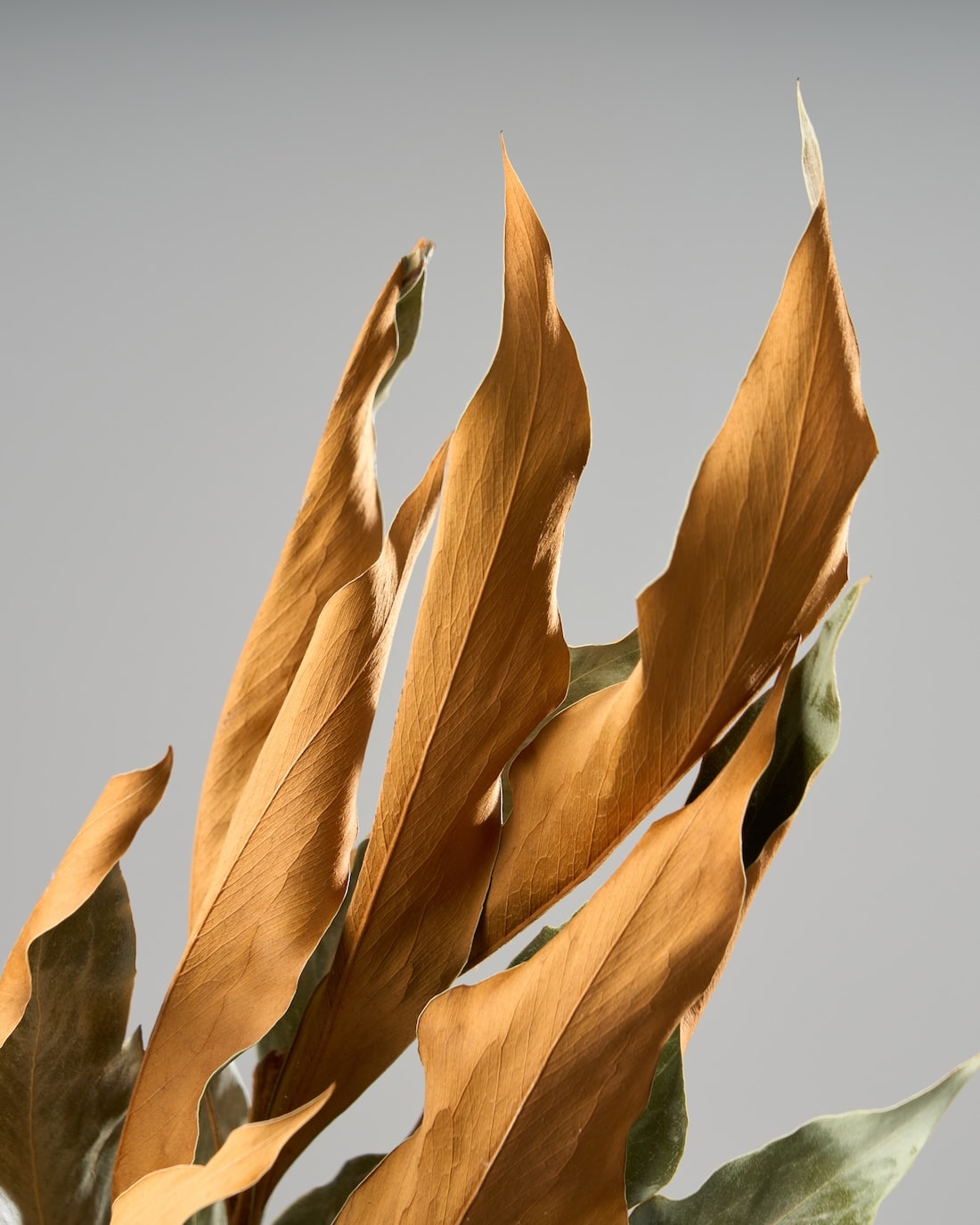 ［ドライフラワー］グレビレアゴールド