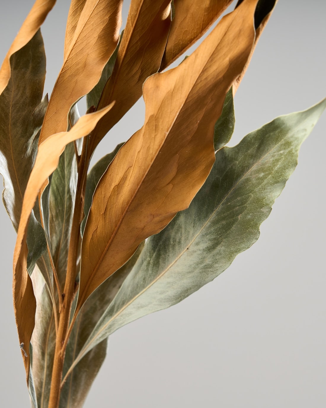 ドライフラワー］グレビレアゴールド商品ページ - 土と風の植物園